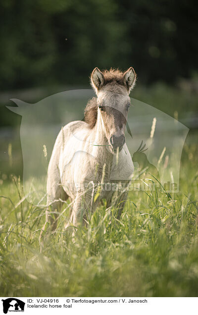 Icelandic horse foal / VJ-04916
