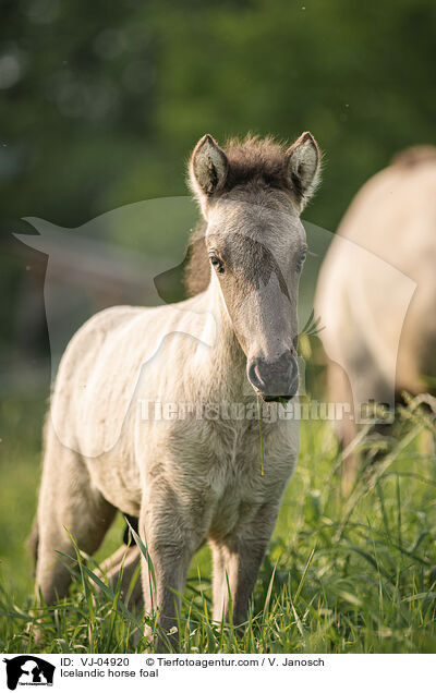 Icelandic horse foal / VJ-04920