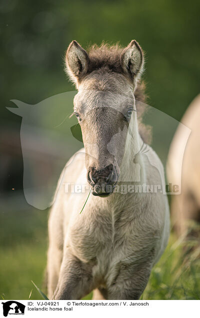 Icelandic horse foal / VJ-04921