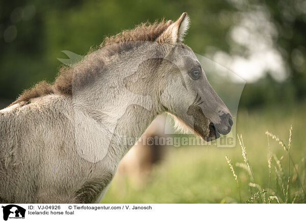 Icelandic horse foal / VJ-04926