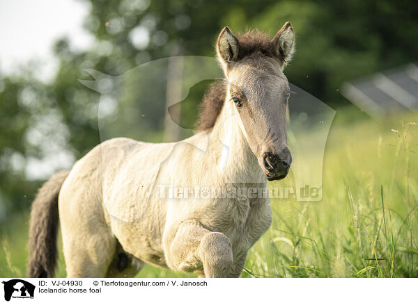 Icelandic horse foal / VJ-04930