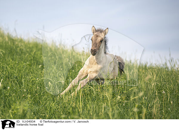 Icelandic horse foal / VJ-04934