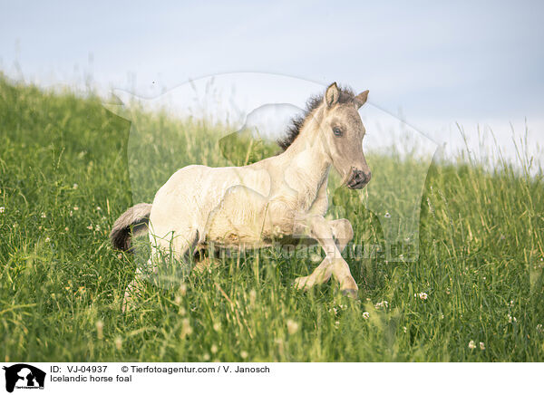 Icelandic horse foal / VJ-04937