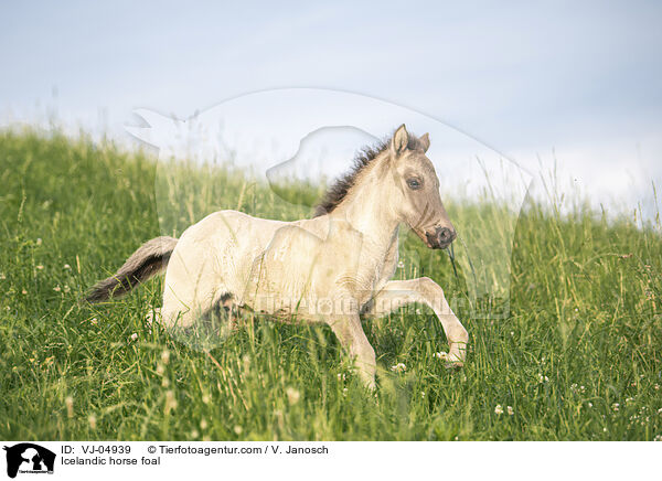 Icelandic horse foal / VJ-04939