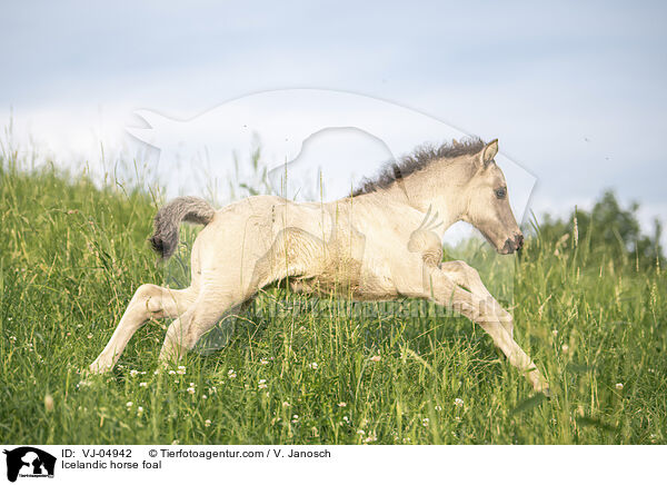 Icelandic horse foal / VJ-04942