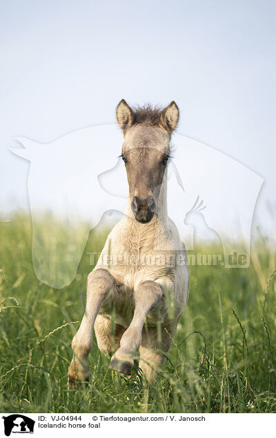 Icelandic horse foal / VJ-04944