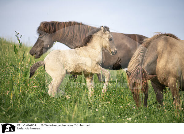 Icelandic horses / VJ-04954