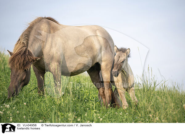 Icelandic horses / VJ-04956