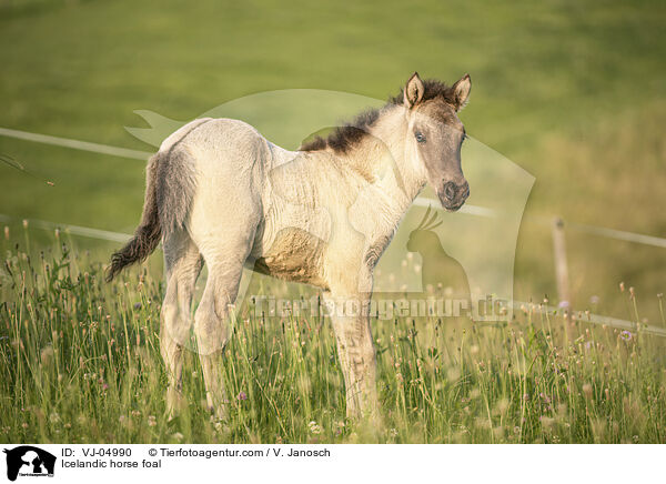 Icelandic horse foal / VJ-04990