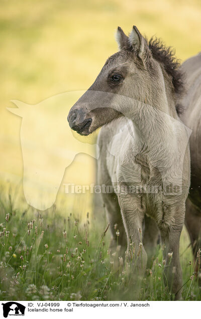 Icelandic horse foal / VJ-04999