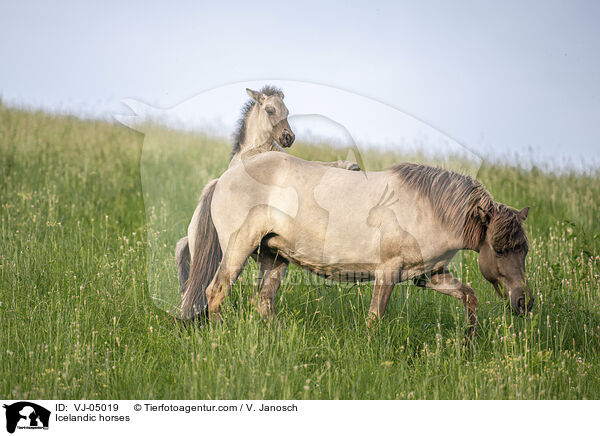 Icelandic horses / VJ-05019