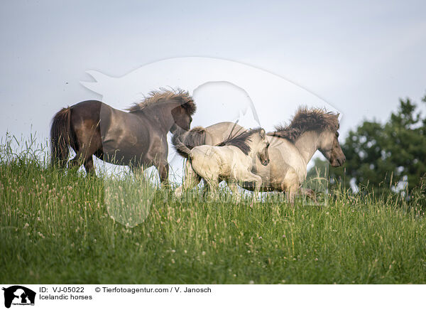Icelandic horses / VJ-05022