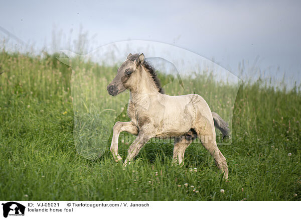 Icelandic horse foal / VJ-05031
