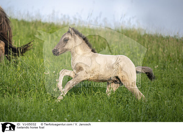 Icelandic horse foal / VJ-05032