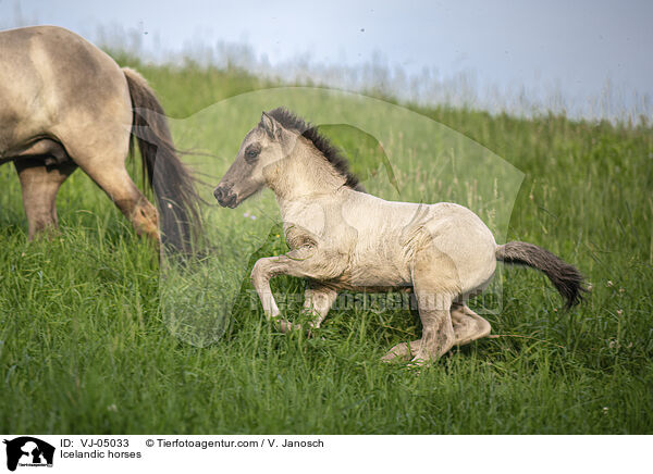 Icelandic horses / VJ-05033