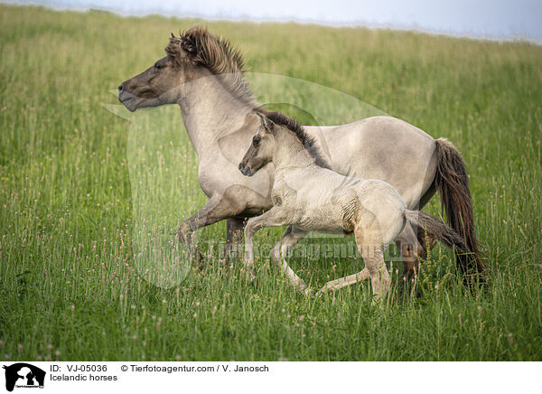 Icelandic horses / VJ-05036