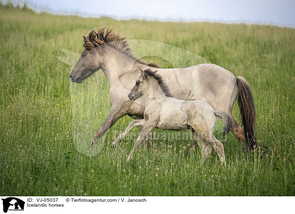Icelandic horses / VJ-05037