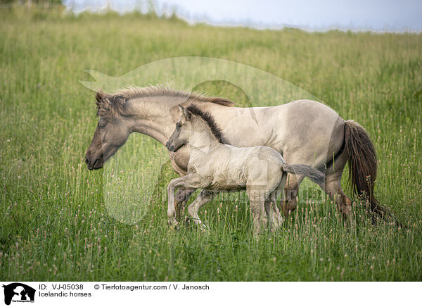 Icelandic horses / VJ-05038