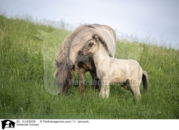 Icelandic horses / VJ-05039