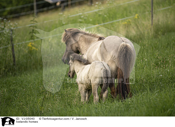 Icelandic horses / VJ-05040