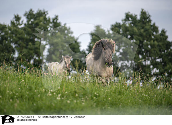 Icelandic horses / VJ-05044
