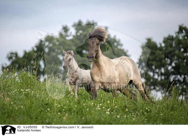 Icelandic horses / VJ-05050