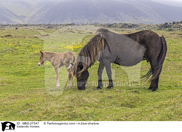 Icelandic horses / MBS-27547