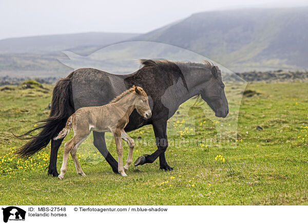 Icelandic horses / MBS-27548