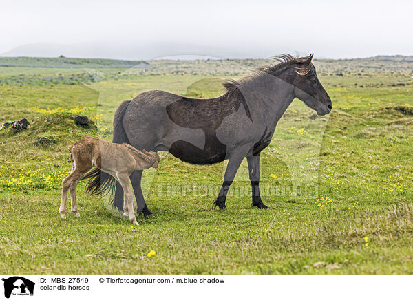 Icelandic horses / MBS-27549