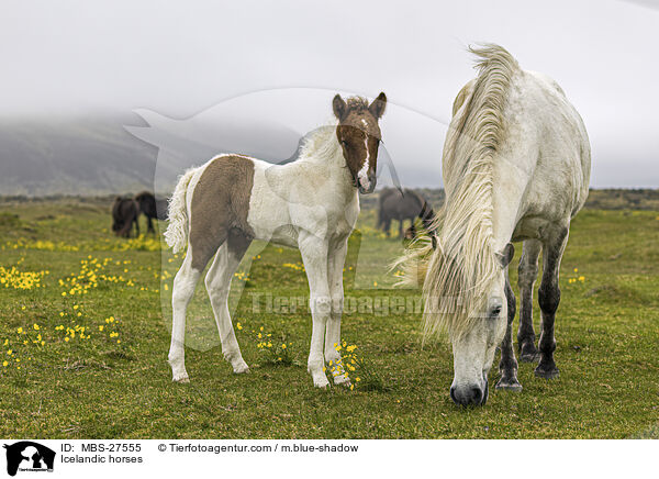 Icelandic horses / MBS-27555