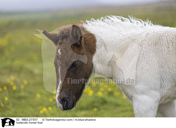 Icelandic horse foal / MBS-27557