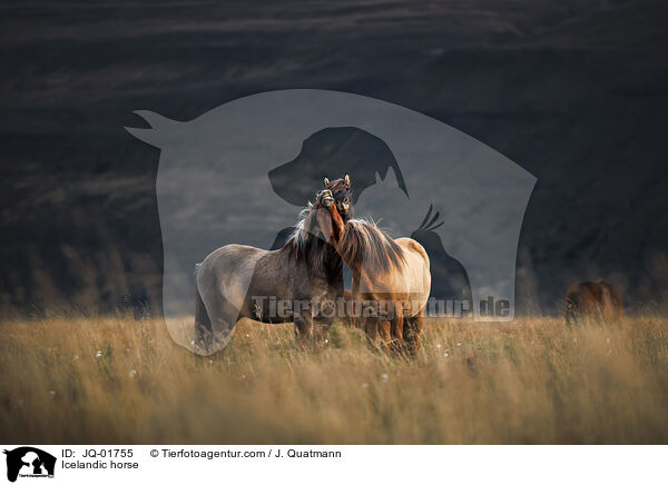 Icelandic horse / JQ-01755