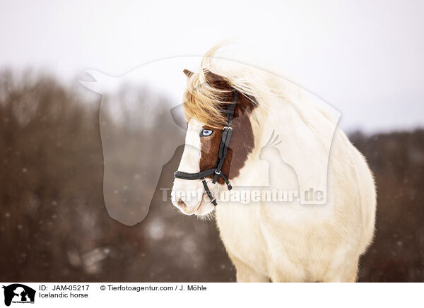 Icelandic horse / JAM-05217