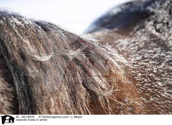 Islnder im Winter / icelandic horse in winter / JM-18835