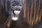 yawning Icelandic Horse