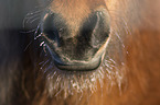 Icelandic Horse mouth
