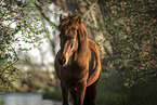 Icelandic horses mare