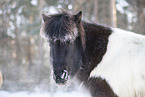 icelandic horse in winter