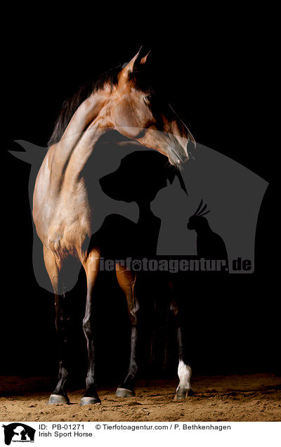 Irish Sport Horse / PB-01271