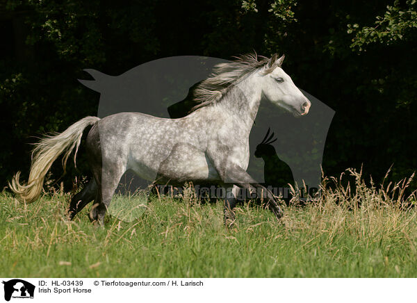 Irish Sport Horse / HL-03439