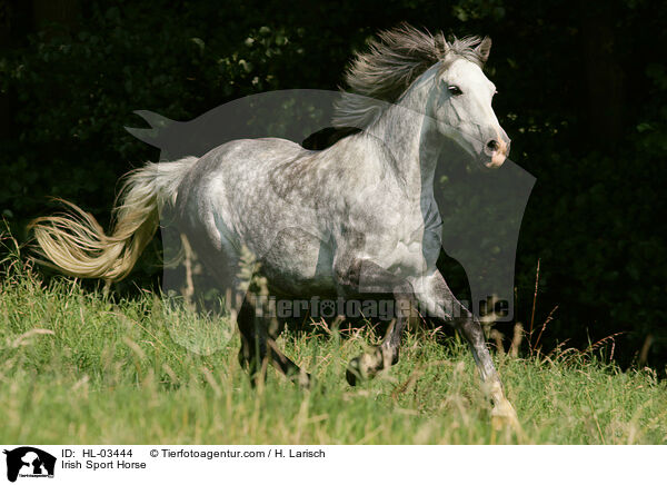 Irish Sport Horse / HL-03444
