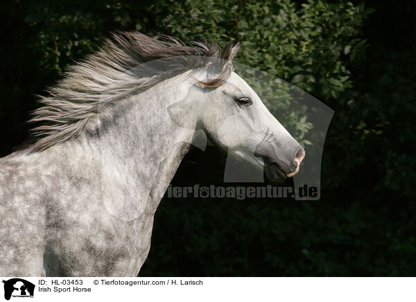 Irish Sport Horse / HL-03453
