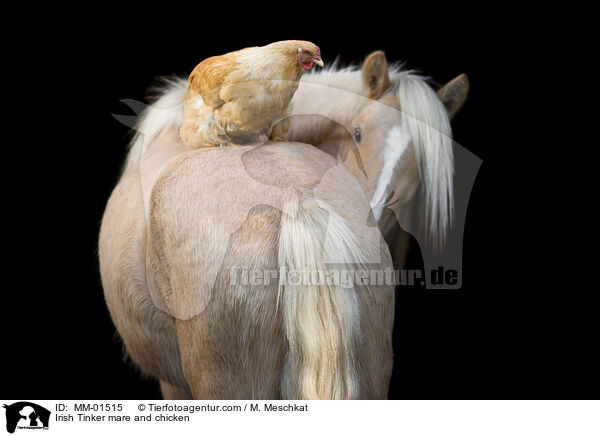 Irish Tinker mare and chicken / MM-01515