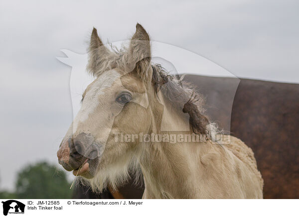 Irish Tinker foal / JM-12585