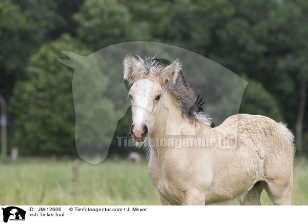Irish Tinker foal / JM-12606