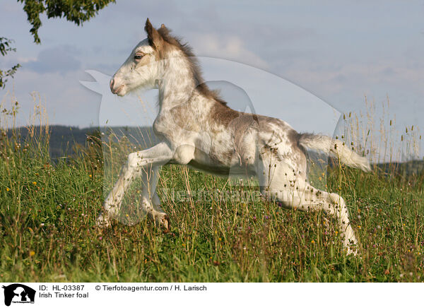 Irish Tinker foal / HL-03387
