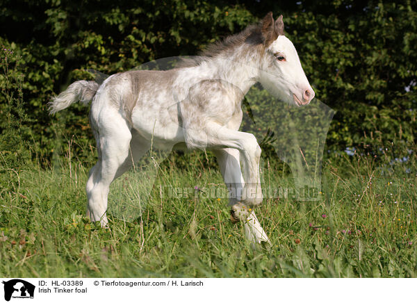 Irish Tinker foal / HL-03389