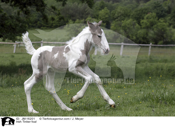 Irish Tinker foal / JM-16201