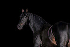 Kabardian stallion