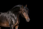 Kabardian stallion